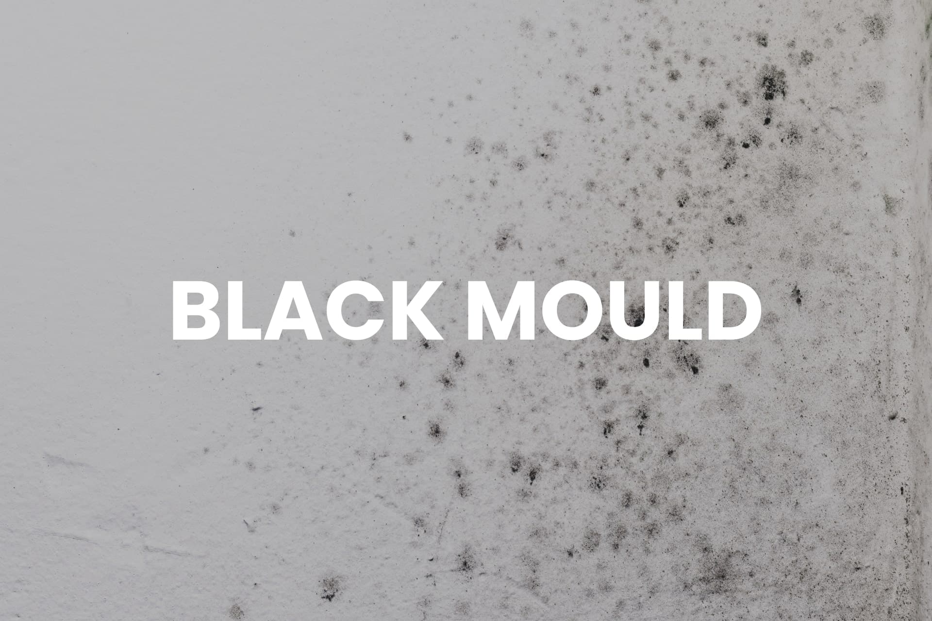 Black mould - example image