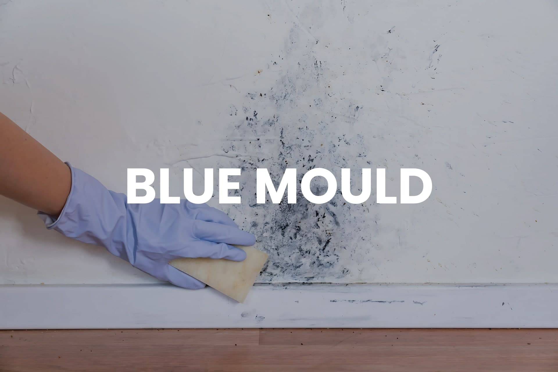 Blue mould - example image