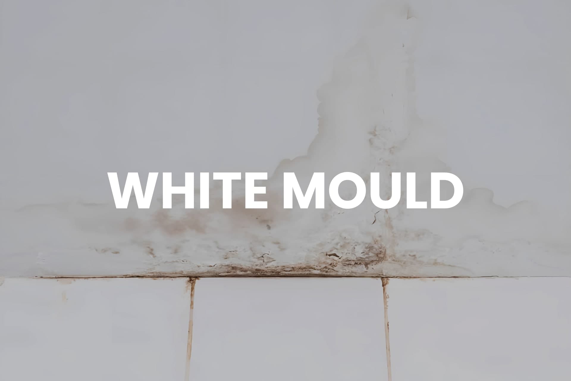 White mould - example image
