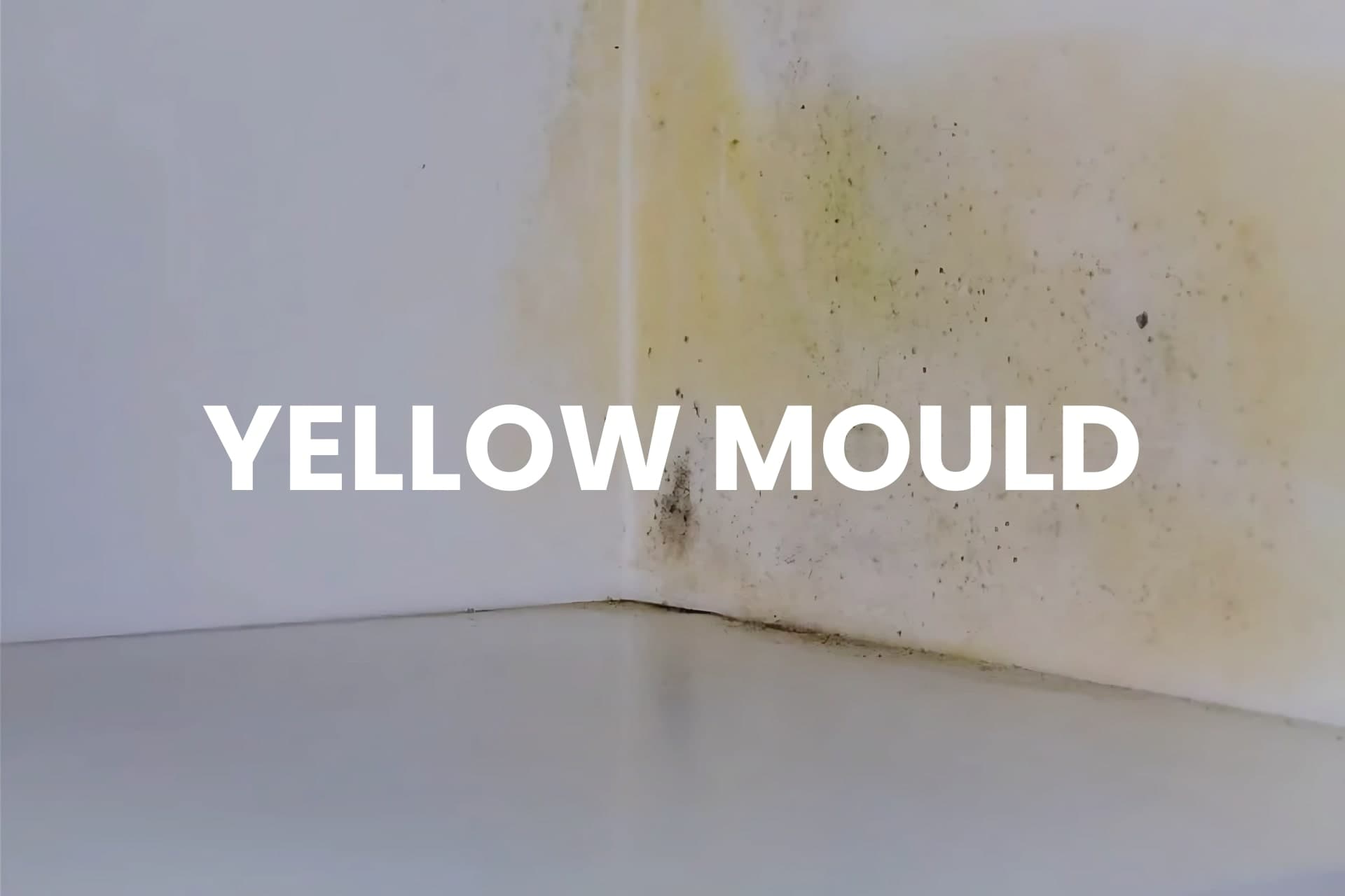 Yellow mould - example image